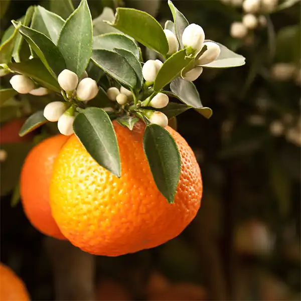 تعبیر خواب نارنج از درخت چیدن + برای زن متاهل و باردار و دختر مجرد و از دید مولف