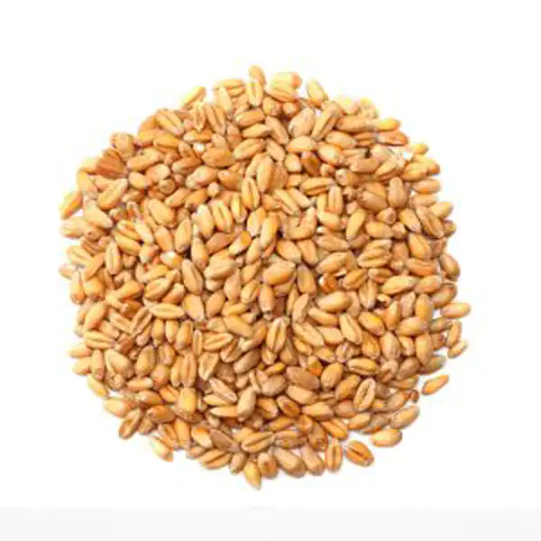 تعبیر خواب گندم برای زن باردار + برای زن متاهل و دختر مجرد و از دید مولف