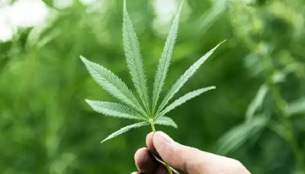 تعبیر خواب گراس + برای زن متاهل و باردار و دختر مجرد از دید مولف