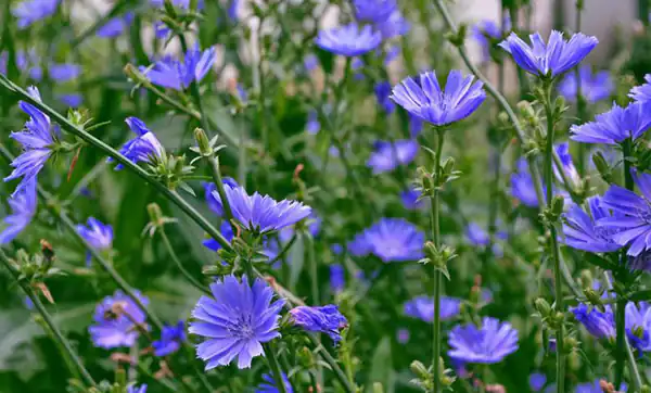 تعبیر خواب کاسنی چیست + برای زن متاهل و باردار و دختر مجرد و از دید مولف