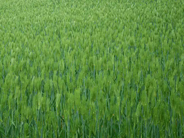 تعبیر خواب خوشه گندم سبز + برای زن متاهل و باردار و دختر مجرد و از دید مولف
