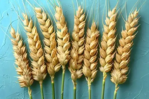 تعبیر خواب خوشه گندم + برای زن متاهل و باردار و دختر مجرد و از دید مولف