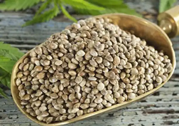 تعبیر خواب شاهدانه خوردن + برای زن متاهل و باردار و دختر مجرد و از دید مولف