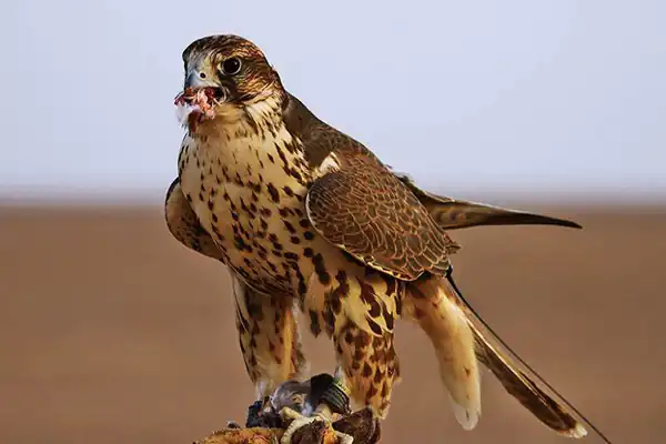 تعبیر خواب شاهین در خانه + برای زن متاهل و باردار و دختر مجرد و از دید مولف