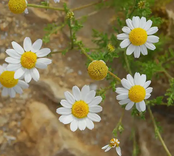 تعبیر خواب بابونه چیدن + برای زن متاهل و باردار و دختر مجرد و از دید مولف