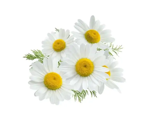 تعبیر خواب بابونه چیست + برای زن متاهل و باردار و دختر مجرد و از دید مولف