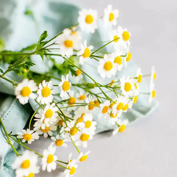 تعبیر خواب بابونه ابن سیرین + برای زن متاهل و باردار و دختر مجرد و از دید مولف