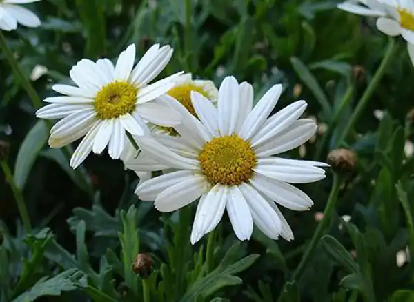 تعبیر خواب بابونه + برای زن متاهل و باردار و دختر مجرد و از دید مولف