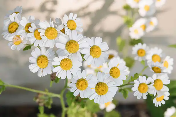 تعبیر خواب باغ گل بابونه + برای زن متاهل و باردار و دختر مجرد و از دید مولف