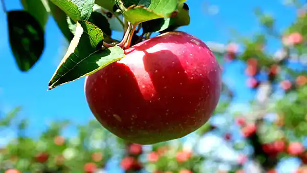 تعبیر خواب بوی خوش سیب + برای زن متاهل و باردار و دختر مجرد و از دید مولف