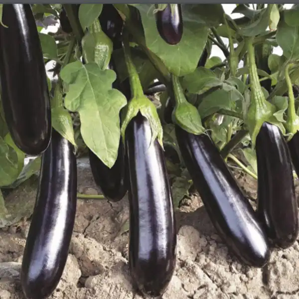 تعبیر خواب چیدن بادمجان + برای زن متاهل و باردار و دختر مجرد و از دید مولف