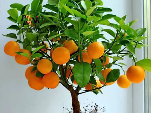 تعبیر خواب درخت نارنج و پرتقال + برای زن متاهل و باردار و دختر مجرد و از دید مولف