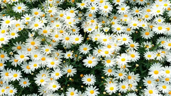 تعبیر خواب گیاه بابونه + برای زن متاهل و باردار و دختر مجرد و از دید مولف