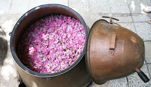 تعبیر خواب گلاب گرفتن چیست + برای زن متاهل و باردار و دختر مجرد و از دید مولف