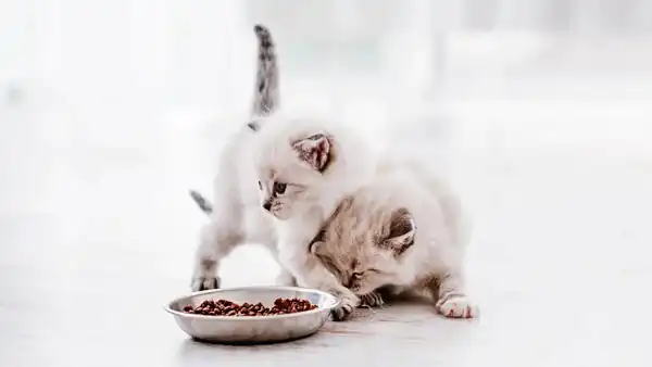 تعبیر خواب گربه در خانه + برای زن متاهل و باردار و دختر مجرد و از دید مولف