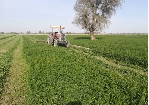 تعبیر خواب کاشت یونجه + برای زن متاهل و باردار و دختر مجرد و از دید مولف