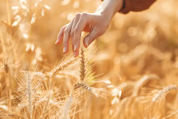 تعبیر خواب کاشتن گندم + برای زن متاهل و باردار و دختر مجرد و از دید مولف