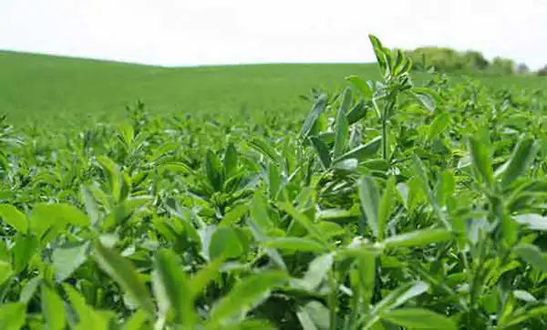 تعبیر خواب خوردن یونجه + برای زن متاهل و باردار و دختر مجرد