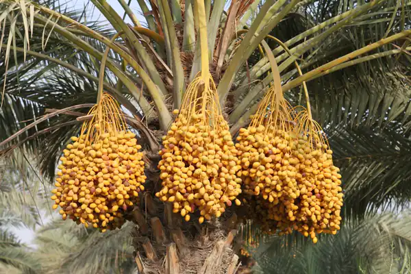 تعبیر خواب خوشه خارک + برای زن متاهل و باردار و دختر مجرد و از دید مولف