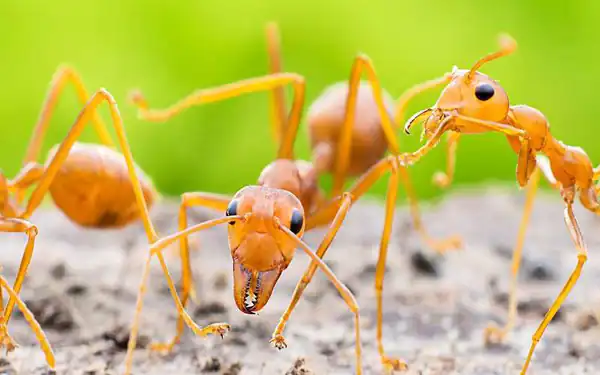 تعبیر خواب مورچه در دهان + برای زن متاهل و باردار و دختر مجرد و از دید مولف