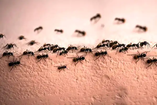 تعبیر خواب مورچه ابن سیرین + برای زن متاهل و باردار و دختر مجرد و از دید مولف