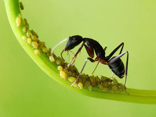 تعبیر خواب مورچه سیاه بزرگ + برای زن متاهل و باردار و دختر مجرد و از دید مولف