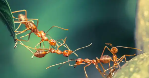 تعبیر خواب مورچه یونگ + برای زن متاهل و باردار و دختر مجرد و از دید مولف