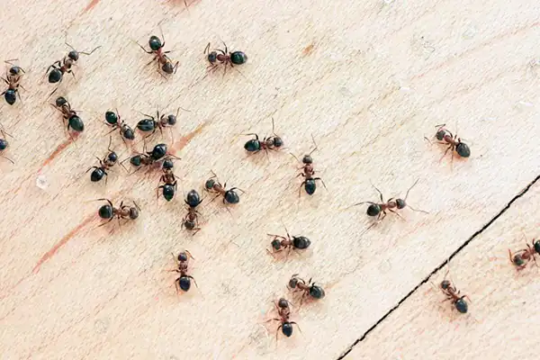 v