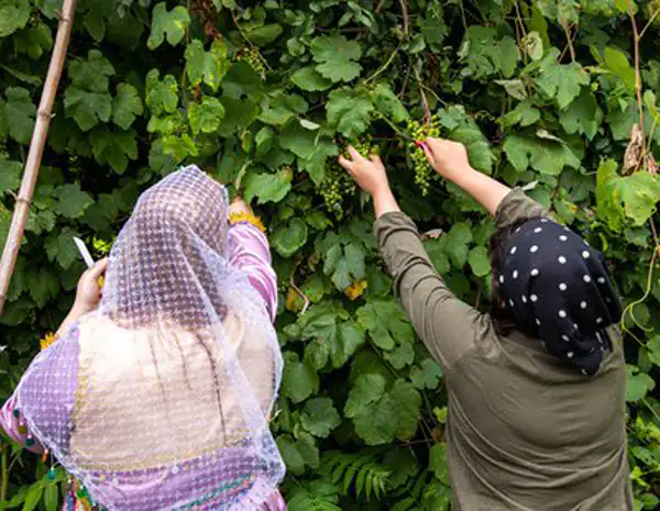 تعبیر خواب سبزی چیدن + برای زن متاهل و باردار و دختر مجرد