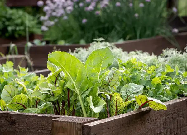 تعبیر خواب سبزی چیدن از باغچه + برای زن متاهل و باردار و دختر مجرد و از دید مولف