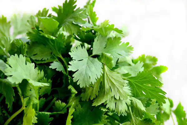 تعبیر خواب سبزی گشنیز + برای زن متاهل و باردار و دختر مجرد و از دید مولف