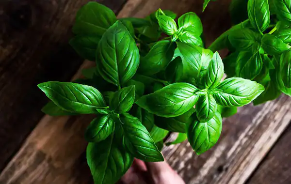 تعبیر خواب سبزی ریحان + برای زن متاهل و باردار و دختر مجرد