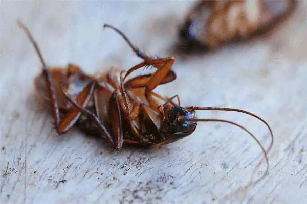 تعبیر خواب سوسک مرده در خانه + برای زن متاهل و باردار و دختر مجرد و از دید مولف
