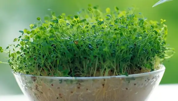 تعبیر خواب یونجه کاشتن + برای زن متاهل و باردار و دختر مجرد و از دید مولف