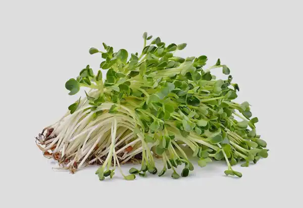 تعبیر خواب یونجه + برای زن متاهل و باردار و دختر مجرد و از دید مولف
