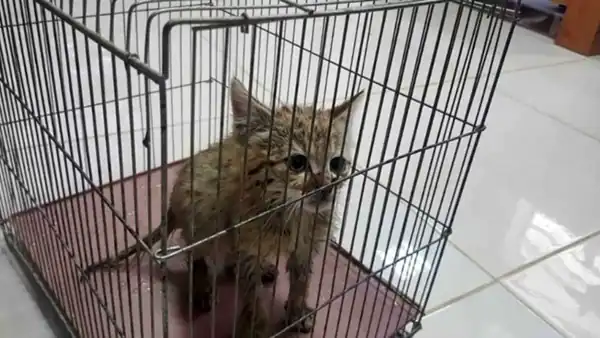 تعبیر خواب دیدن گربه در قفس + برای زن متاهل و باردار و دختر مجرد و از دید مولف