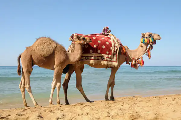 تعبیر خواب شتر برای دختر مجرد + برای زن متاهل و باردار و دختر مجرد و از دید مولف