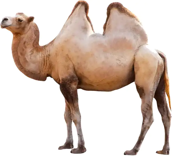 تعبیر خواب شتر در خانه + برای زن متاهل و باردار و دختر مجرد و از دید مولف
