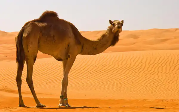 تعبیر خواب شتر ابن سیرین + برای زن متاهل و باردار و دختر مجرد و از دید مولف