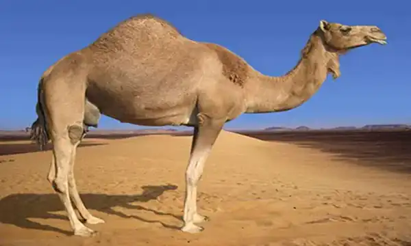 تعبیر خواب شتر تشنه + برای زن متاهل و باردار و دختر مجرد و از دید مولف