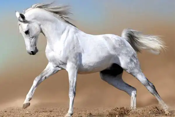 تعبیر خواب اسب سفید برای دختر مجرد + معنی دیدن اسب سفید برای دختر مجرد در خواب چیست