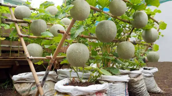 تعبیر خواب چیدن طالبی از درخت + معنی چیدن طالبی از درخت در خواب های ما چیست