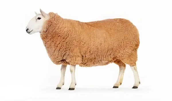 تعبیر خواب گوسفنده بره + معنی گوسفنده بره در خواب