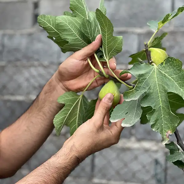 تعبیر خواب چیدن انجیر سفید از درخت + معنی چیدن انجیر سفید از درخت در خواب های ما چیست