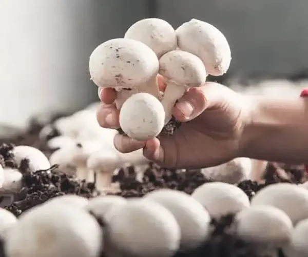 تعبیر خواب چیدن قارچ سفید چیست + معنی چیدن قارچ سفید در خواب های ما چیست