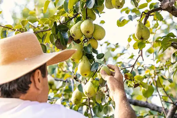تعبیر خواب چیدن گلابی زرد از درخت + معنی چیدن گلابی زرد از درخت در خواب های ما چیست