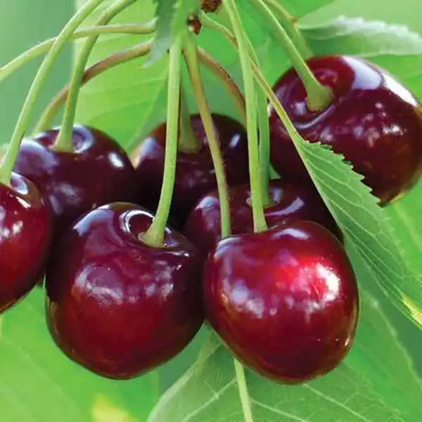 تعبیر خواب گیلاس درشت + معنی دیدن گیلاس درشت در خواب های ما چیست