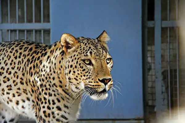 تعبیر خواب پلنگ در خانه + معنی پلنگ در خانه در خواب های ما