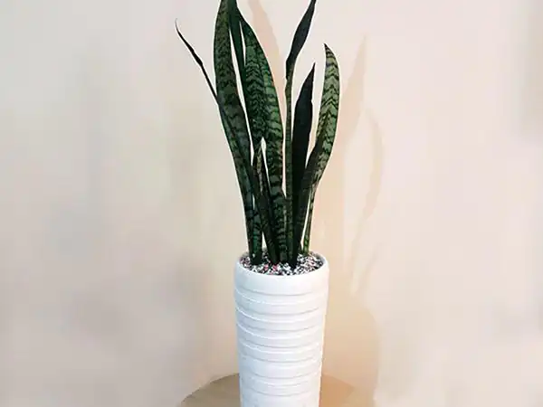 مدل گلدان استوانه ای + زیباترین مدل های گلدان استوانه ای ترند امسال بسیار خوشگل